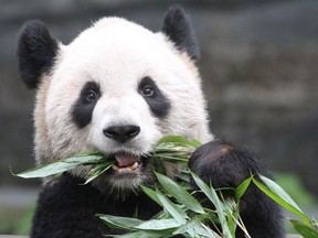 March break week will be the last opportunity to see Er Shun and family at the Toronto Zoo. The giant pandas are moving to the Calgary Zoo for a five-year stay.