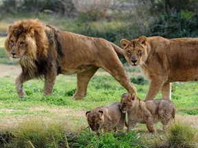 Lions (GETTY IMAGES)