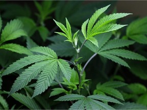 The Canadian government has said it intends to legalize recreational marijuana by July 1, although that deadline has been called into question.