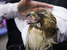 A red-tailed hawk undergoes a medical examination at the Toronto Wildlife Centre. (ERNEST DOROSZUK, Toronto Sun)