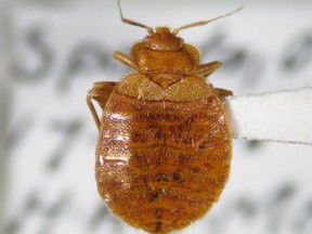 A bedbug
(Toronto Sun files)