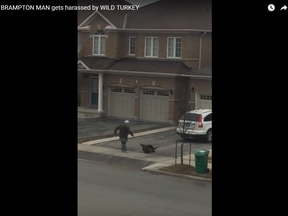 A man in a Brampton neighbourhood is captured on video being chased by a wild turkey. The video was uploaded to YouTube on Wednesday and has over 2,500 views as of Friday afternoon.