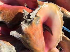 CONCH