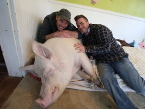 Esther the WonderPig is an internet sensation , children's learning book and part of Steve Jenkins (L) and Derek Walter (R) family on their rescue farm in Campbellville, On. on Thursday March 15, 2018. Jack Boland/Toronto Sun/Postmedia Network