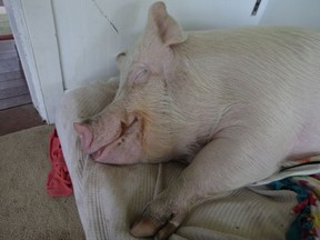 Snooze time for Esther the WonderPig is an internet sensation , children's learning book and part of Steve Jenkins and Derek Walter family on their rescue farm in Campbellville, On. on Thursday March 15, 2018. Jack Boland/Toronto Sun/Postmedia Network