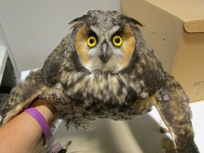 FC Long eared owl.