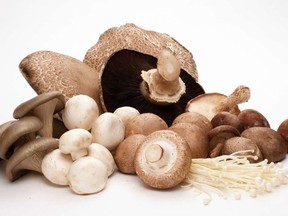 FOODMushroom-Group-1024x644