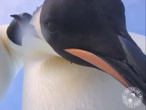 Two emperor penguins in Antarctica captured a short video of themselves after coming across a camera.  (Australian Antarctic Division)