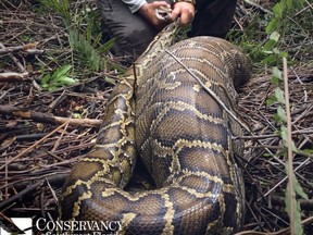 Biologists at the Conservancy of Southwest Florida say a Burmese python had devoured a white-tailed deer fawn. (Conservancy of Southwest Florida)