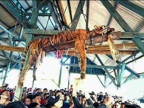 This picture taken on March 4, 2018 shows the carcass of a Sumatran tiger hung from a ceiling as villagers gather underneath at Hatupangan village in North Sumatra. 
Villagers in a remote Indonesian community disemboweled a critically endangered Sumatran tiger and then hung the big cat from a ceiling after it attacked a pair of locals, a conservation official said March 5.