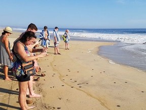 Guests watch baby turtles make their way into the ocean during a weekly turtle release at Vivo Resorts near Puerto Escondido, Mexico.