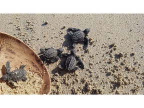 Guests at Vivo Resorts near Puerto Escondido, Mexico, can participate in a weekly turtle release. The resort partners with a local turtle sanctuary to save thousands of endangered baby turtles.