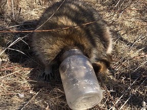 A male raccoon got its head stuck in a jar of grease on March 26, 2018. Rescue workers from the Toronto Wildlife Centre were able to remove the jar and nurse the animal back to health before releasing it back to a Scarborough ravine.