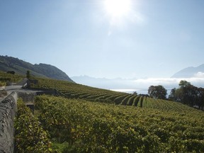 Stretching for 30-km along Lake Geneva, the terraced vineyards of Lavaux, Switzerland, are a Unesco World Heritage site. NANCY TRUMAN/SPECIAL TO POSTMEDIA NETWORK