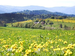 The bucolic landscape of Germany's Black Forest is punctuated by scenic towns and memorable hiking trails.
