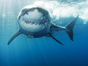 This great white shark looks like it's ready for a vacation at the white shark cafe.