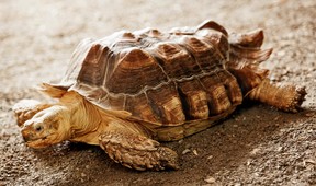 Stanley the tortoise at Elmvale Jungle Zoo (Facebook)