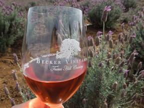 Stroll through the lavender hedges with a glass of rose at Beckerman Vineyards in Stonewall, Texas. (Ling Hui/Postmedia Network)