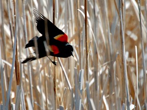 A male red-winged black bird. (Robin Loznak/Great Falls Tribune via AP, File)