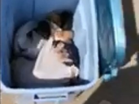 Cats found in a plastic bin outside Elliot Lake on Tuesday, May 1, 2018. (Facebook video screengrab)