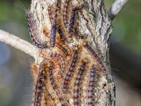 Large hoard of gypsy moth caterpillar infesting a oak tree limb. (SUPPLIED)