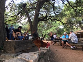 A rooster wanders near musicians performing at Luckenbach. (Ling Hui/Postmedia Network)