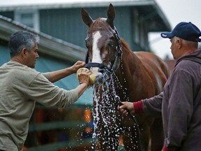Kentucky Derby winner Justify is washed outside a barn, Friday, May 18, 2018, at Pimlico Race Course in Baltimore. The Preakness Stakes horse race is schedule for Saturday.