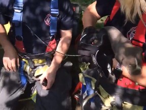 Video posted on the Ferguson Fire Department’s Facebook page shows firefighters pulling a squealing puppy from the 8-inch (20-centimetre) pipe Wednesday. (Ferguson Fire Department/Facebook)