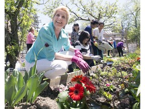 Ontario Premier Kathleen Wynne planted some flowers and spoke to a small crowd in a North York backyard this afternoon, reiterating her commitment to put free pre-school child care in place as of 2020, "allowing mothers to take part in their community the way they want to and when they want to." She also commented on "Doug Ford's proposals  are not good for this province" , proposals she says will "undermining the education system, health care system , " the supports that has been built by the people of this province is wrong-headed." With respect to Doug Ford's  comments on immigration, Wynne said " Anyone who tries to divide the people of this province, fundamentally doesn't understand who we are."   Sunday May 13, 2018. Stan Behal/Toronto Sun/Postmedia Network