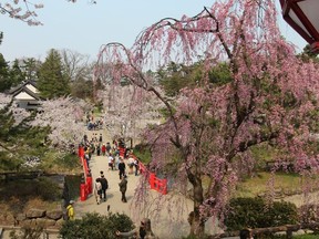 During a port call to Aomori, Japan, the author found the previously elusive cherry blossoms in full bloom in the park surrounding Hirosaki Castle. His cruise ship, the Diamond Princess, had been chasing the elusive blooms at ports along Japan's coast.