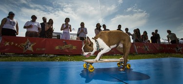 Pickles, a Boston Terrier with the Ultimutts Stunt Dog Show demonstrates it's skateboarding skills at the 15th annual Woofstock - a festival for dogs - held at Woodbine Park in Toronto, Ont. on Saturday May 26, 2018. The two day event finishes on Sunday May 27. Ernest Doroszuk/Toronto Sun/Postmedia