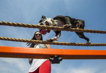 Bella, a Boston Terrier with the Ultimutts Stunt Dog Show demonstrates it's tight rope walking skills at the 15th annual Woofstock - a festival for dogs - held at Woodbine Park in Toronto, Ont. on Saturday May 26, 2018. The two day event finishes on Sunday May 27. Ernest Doroszuk/Toronto Sun/Postmedia