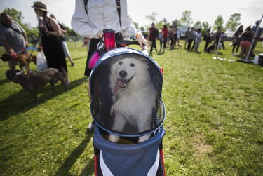 A dog enjoys a shaded ride from a stroller at the 15th annual Woofstock - a festival for dogs - held at Woodbine Park in Toronto, Ont. on Saturday May 26, 2018. The two day event finishes on Sunday May 27. Ernest Doroszuk/Toronto Sun/Postmedia