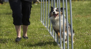 Skills demonstrations at the 15th annual Woofstock - a festival for dogs - held at Woodbine Park in Toronto, Ont. on Saturday May 26, 2018. The two day event finishes on Sunday May 27. Ernest Doroszuk/Toronto Sun/Postmedia
