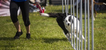 Skills demonstrations at the 15th annual Woofstock - a festival for dogs - held at Woodbine Park in Toronto, Ont. on Saturday May 26, 2018. The two day event finishes on Sunday May 27. Ernest Doroszuk/Toronto Sun/Postmedia