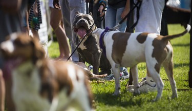 Hanging out at the 15th annual Woofstock - a festival for dogs - held at Woodbine Park in Toronto, Ont. on Saturday May 26, 2018. The two day event finishes on Sunday May 27. Ernest Doroszuk/Toronto Sun/Postmedia