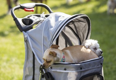 Hanging out at the 15th annual Woofstock - a festival for dogs - held at Woodbine Park in Toronto, Ont. on Saturday May 26, 2018. The two day event finishes on Sunday May 27. Ernest Doroszuk/Toronto Sun/Postmedia