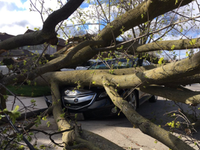 Massive trees were uprooted and came crashing down on houses and vehicles acoss Toronto as 120 km/hr winds blew through the city Friday.