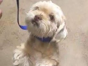 Toby, a seven-year-old shih-tzu was last seen Saturday at a Scarborough plaza.