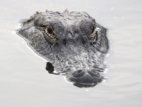 What's cookin'? A new study says alligators have a preference for Florida men.