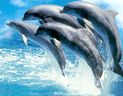 Delfine treten für Gäste auf, die das Marineland an den Niagarafällen besuchen.  (Postmedia-Dateien)
