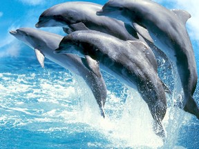 Dolphins perform for guests visiting Marineland at Niagara Falls. (Postmedia files)
