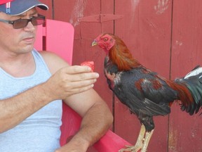 Thomas Carrano was cock of the walk in the game bird world. Until he was busted on cockfighting charges.