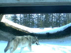 A Wolf at a wildlife crossing under the Trans-Canada Highway outside Banff, west of Calgary, Alta. (HighwayWilding.org/Handout/QMI Agency)