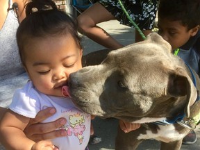 A very good girl. Sasha the pit bull saved her good pal Masailah from a raging fire. GOFUNDME