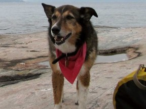 Maggie was taken after her owner went to the LCBO for 10 minutes. CCTV footage shows a woman in her 40s unclipping her from the post and walking towards Broadview station. (Tanya Enberg/Supplied)