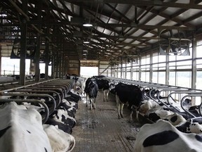 In this June 29, 2017 photo, cows stand in stalls at Mystic Valley Dairy in Wisconsin.