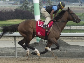 Wonder Gadot has wins in the Grade 3 Mazarine, Grade 2 Demoiselle and a determined run in Kentucky Oaks. (Michael Burns photo)