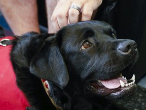 A man serving in the Canadian military pets Hercules, a facility dog working at the Trenton Military Family Resource Centre Monday, June 18, 2018 at Canadian Forces Base Trenton, Ont. The man credits the dog with helping ease anxiety and stress by lying on the man's feet or resting a paw on the man's knee. Luke Hendry/Belleville Intelligencer/Postmedia Network