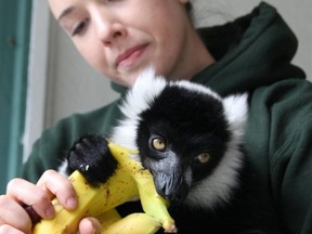 Elmvale zoo keeper Devon Cassell was thrilled to welcome JC the Lemur after his mysterious trip to Quebec. The Lemur was found on a rural road in Quebec, abandoned in its cage and returned back to the Elmvale Zoo late Tuesday. It quickly bounded into the arms of Cassell, its keeper.  A monkey and a tortoise are still missing. Two men are charged with break and enter and theft.  Tracy McLaughlin/Postmedia Network